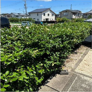 植栽の剪定