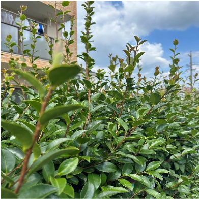 植栽の剪定