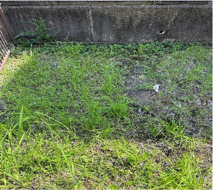植栽の剪定