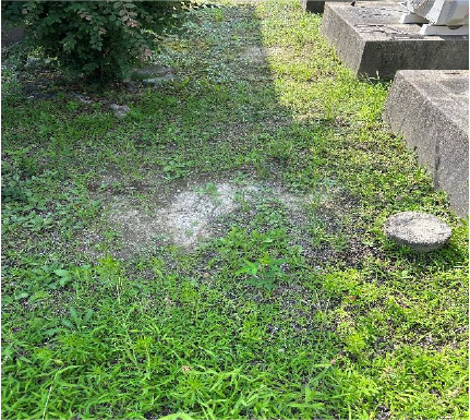 植栽の剪定
